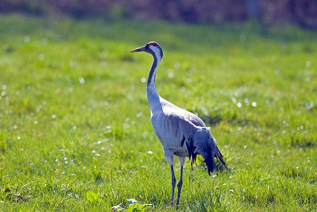 Kranich auf einer Wiese